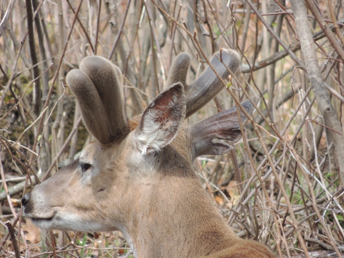 Moved the Bucks