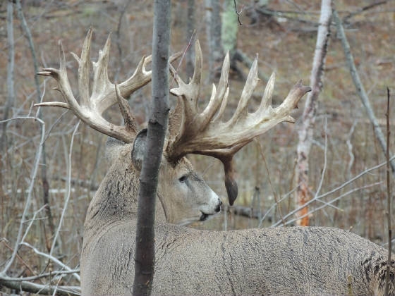 Mass XL will make Monster Deer!