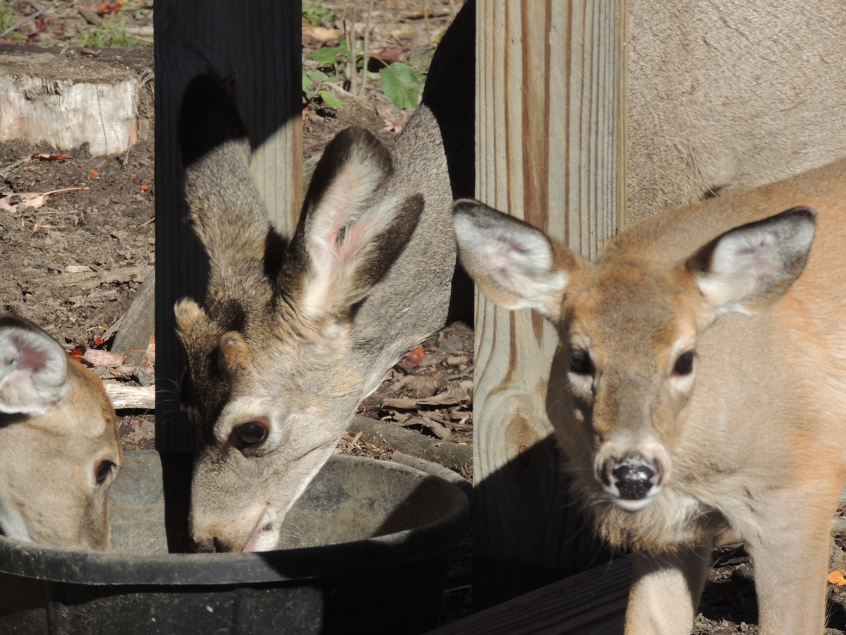 Mule Deer Fawns